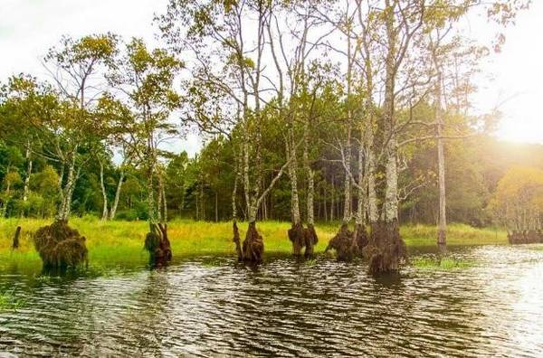 Chèo thuyền đến rừng lá phong Đà Lạt tại hồ Tuyền Lâm