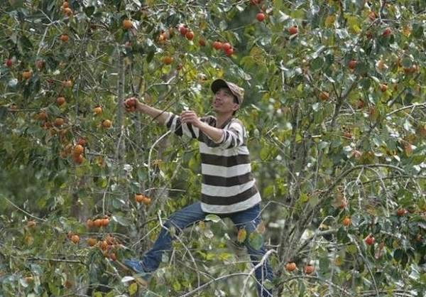 Hoạt động nông trại khi ngắm lá phong Đà Lạt