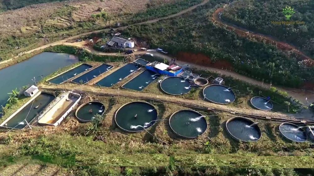 Trang trại nuôi cá hồi giữa mùa ngắm lúa chín Sa Pa