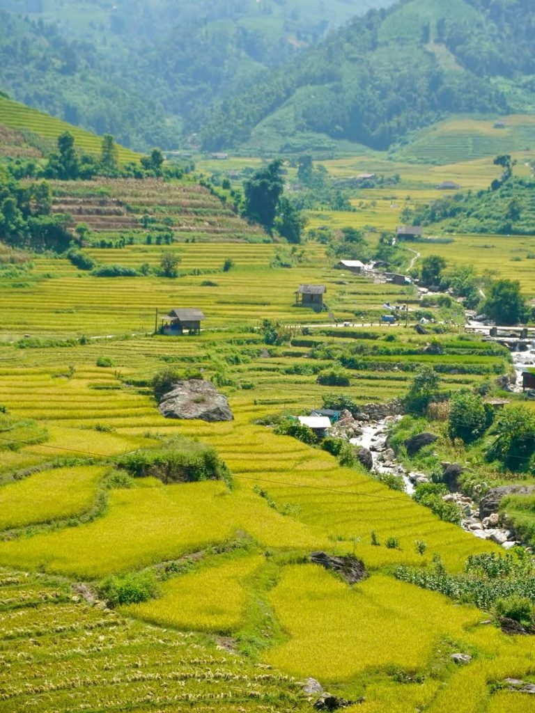 Những triền lúa vàng óng ngắm lúa chín Sa Pa