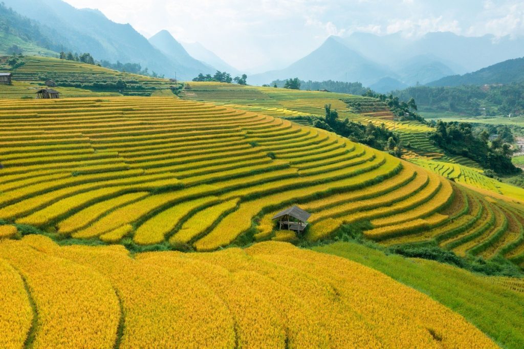 Những chòi canh nương giữa ruộng lúa ngắm lúa chín Sa Pa