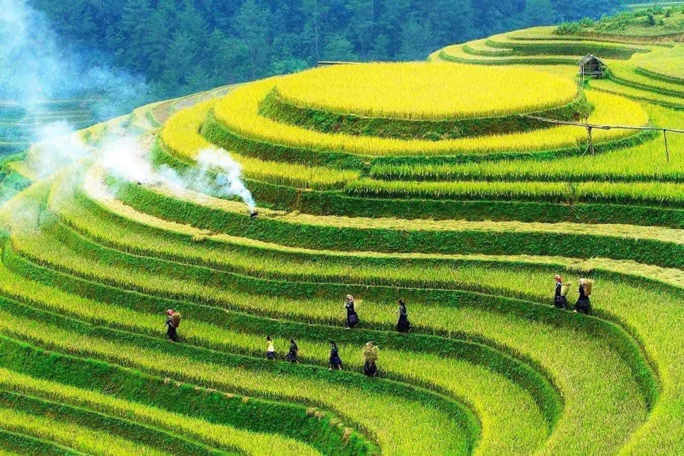 Gợi ý lịch trình 2N1Đ ngắm lúa chín ở Sa Pa đẹp mê mẩn