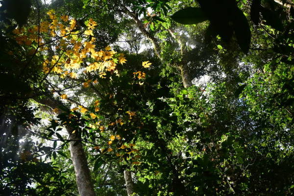 Lá phong Bidoup màu vàng rực rỡ