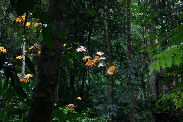 Vẻ đẹp của phong Bidoup