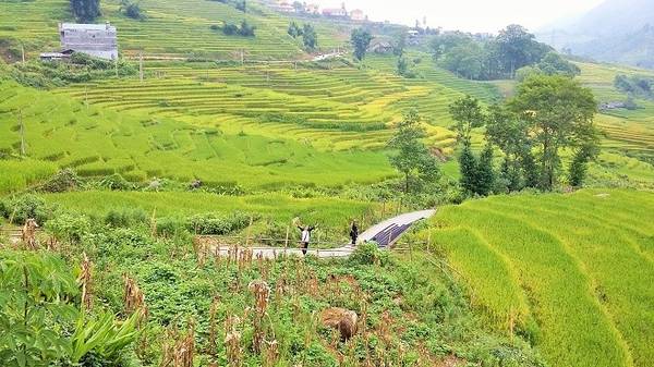 Du lịch Sapa tháng 9 - Nét đẹp văn hóa tại Lao Chải Tả Van