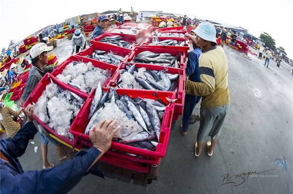 Chủ vựa kiểm tra trọng lượng và phân phối công nhân chất hải sản lên xe tải giao hàng