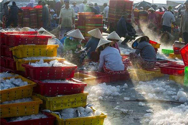 Mọi người ở cảng cá Long Hải phối hợp với nhau rất nhịp nhàng và có trật tự