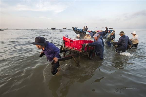 Để kéo cá vào bờ, cần 5 đến 6 người đàn ông khỏe mạnh. (Ảnh: Nguyễn Vũ Phước)