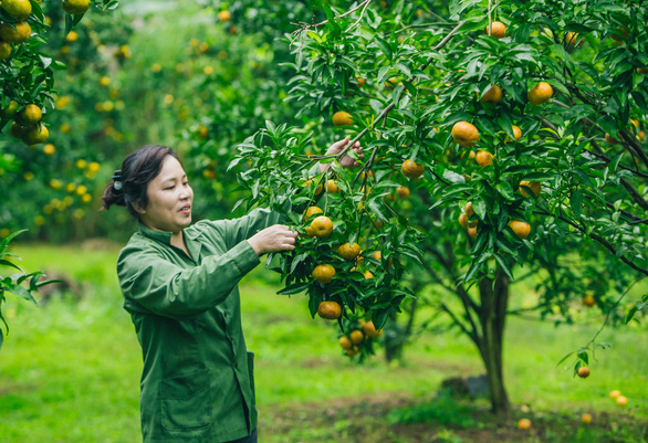 Quýt vàng Bắc Sơn được trồng trên các thung lũng xã Chiến Thắng