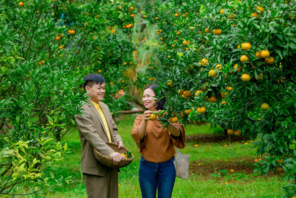 Vườn quýt vàng Bắc Sơn là nơi dành cho du khách trải nghiệm