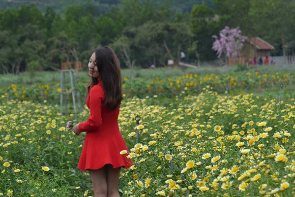 Thiên đường hoa Quảng La sở hữu khoảng 30 loài hoa đặc trưng như hướng dương, cải trắng, túy điệp