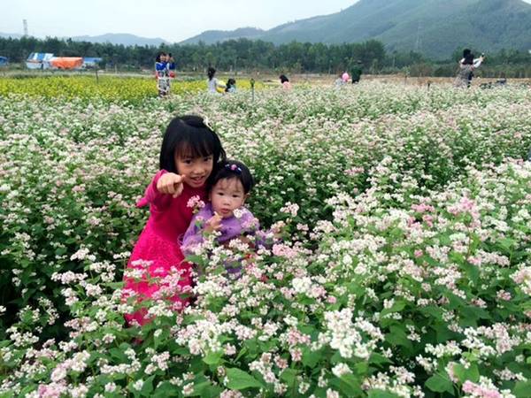 Thiên đường hoa Quảng La cho phép ngắm hoa hướng dương và hoa tam giác mạch ngay tại Quảng Ninh
