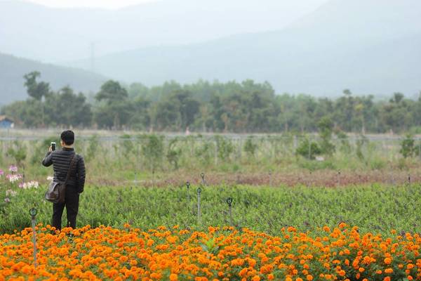 Những luống hoa được trồng thẳng hàng thẳng lối tạo điều kiện cho du khách dễ dàng ghi lại những bức ảnh long lanh.