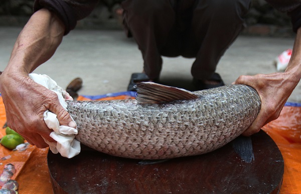 Cá trắm đen dùng để làm cá kho Vũ Đại