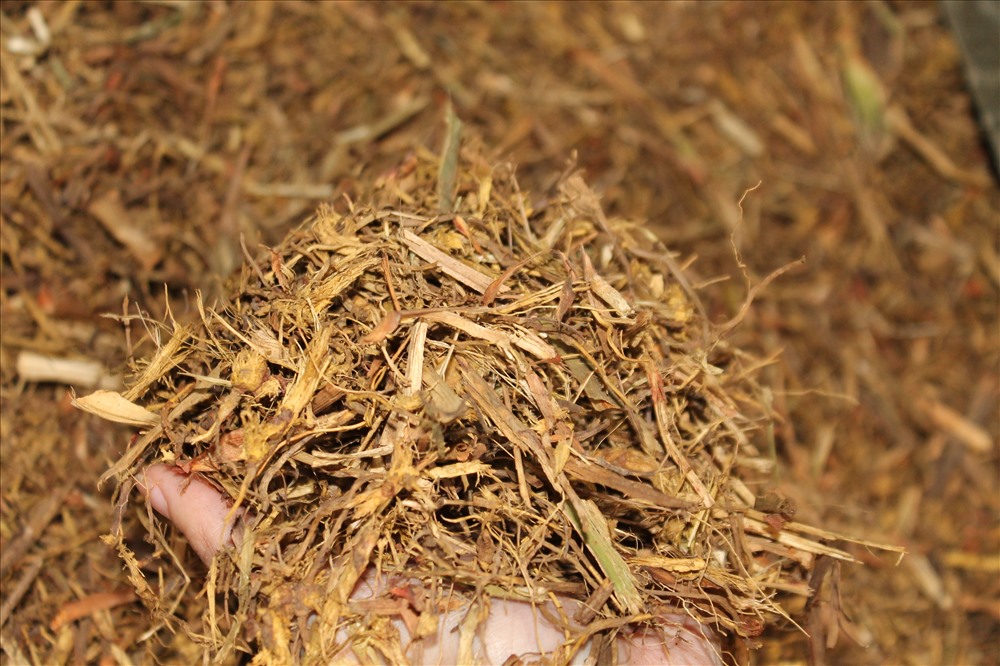 Rễ bài khô dùng trong nghề làm hương bài. Ảnh: Mai Dung