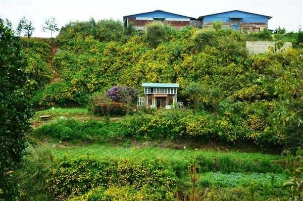 Ngó Dâu homestay Đà Lạt với không gian mộc mạc