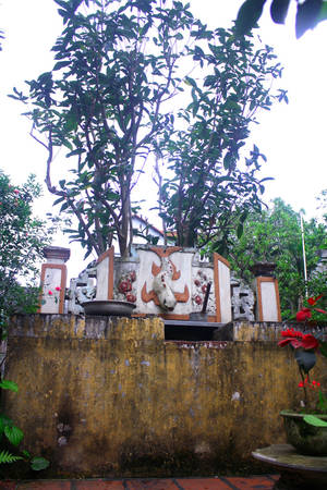Cây hoa hải đường trăm tuổi