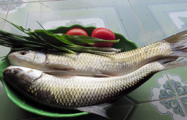 Cá trôi vừa được đánh bắt - Ảnh: MINH KỲ