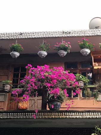 Cây cỏ hoa lá tại Nhà hàng Bảy Ban