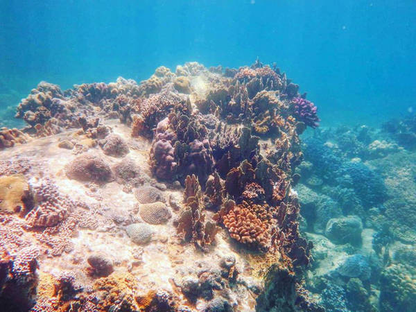 Hành trình bảo tồn san hô khi phát triển lặn biển Nha Trang