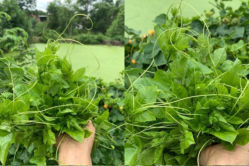 Đọt nhãn lồng - rau miền Tây mọc hoang