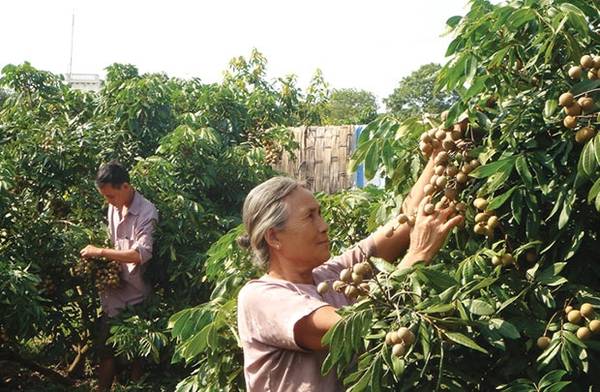 Vườn nhãn lồng Hưng Yên trĩu quả chín vàng