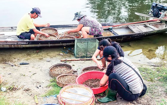 Thương lái và ngư dân mua bán tôm cá tại chợ nổi Ngư Mỹ Thạnh