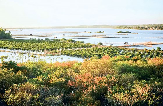 gư dân cùng nhau trồng rừng ngập mặn trên phá Tam Giang để tạo môi trường sinh sản tự nhiên cho các loài cá tôm.