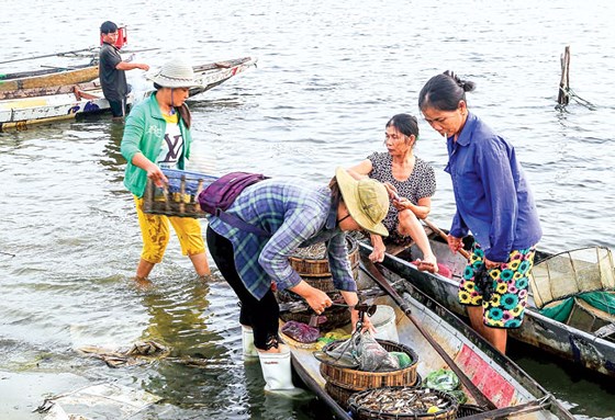 Tư thương phân loại cá tôm trước khi đưa đi phân phối tại các chợ ở TP Huế.