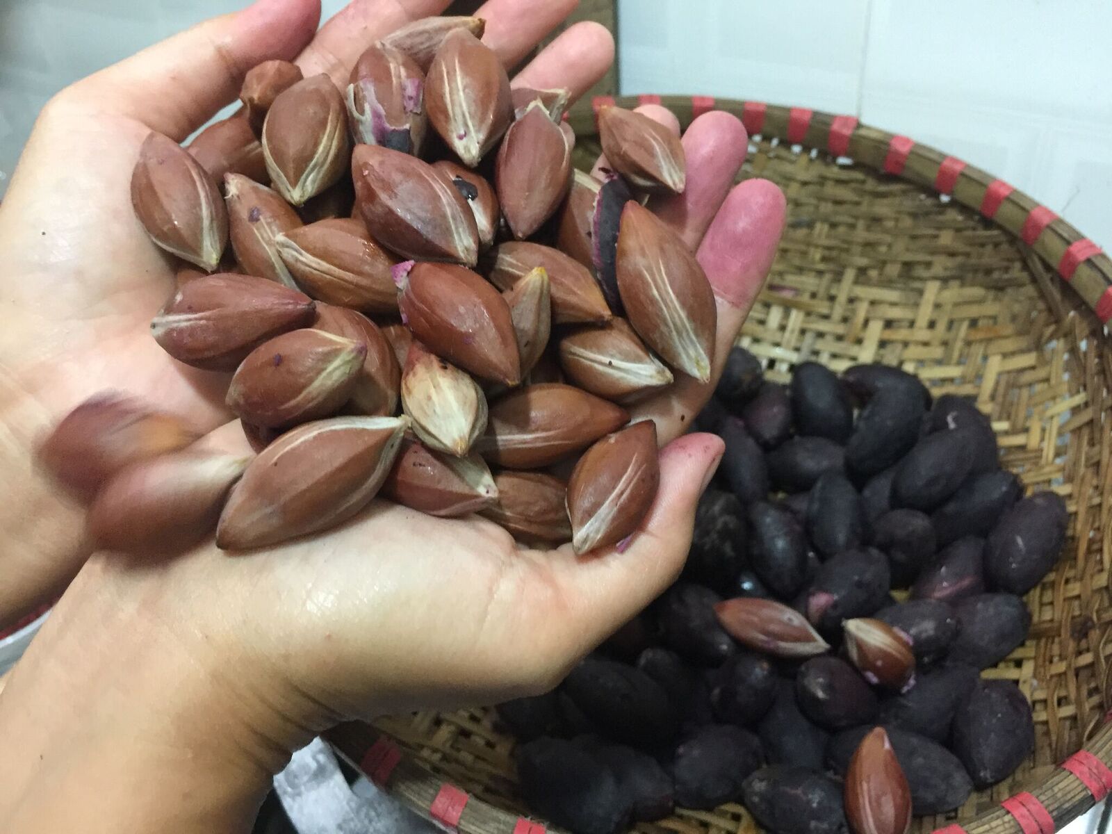 Sơ chế nhộng ong đất để làm nhộng ong đất dầm trám đen