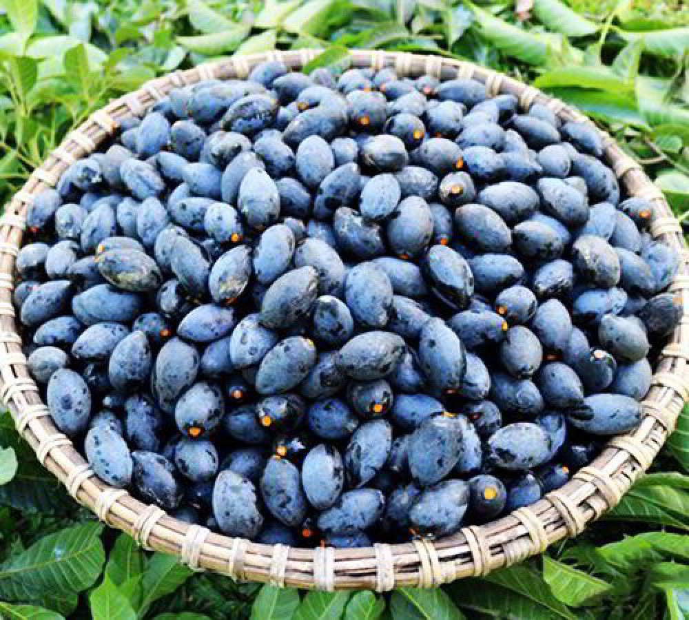 Quả trám đen dùng chế biến nhộng ong đất dầm trám đen