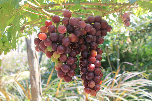 Nho Phan Rang – món quà Tết ý nghĩa