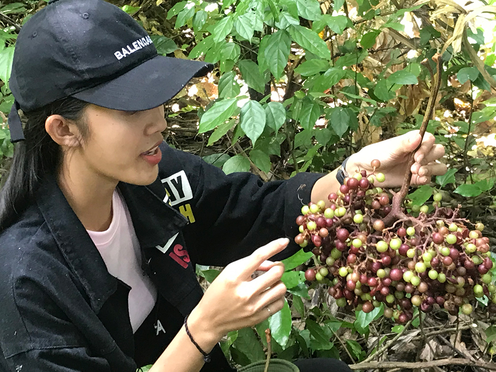 Nho rừng Bảy Núi chưa chín có màu xanh vàng