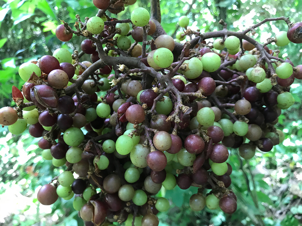Nho rừng có vẻ ngoài giống nho thường, nhưng kích thước nhỏ hơn một chút. Ảnh: Báo An Giang.