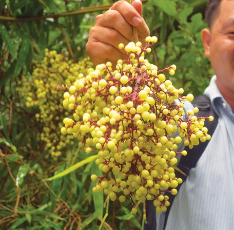 Chùm nho rừng Bảy Núi chín đỏ thẫm