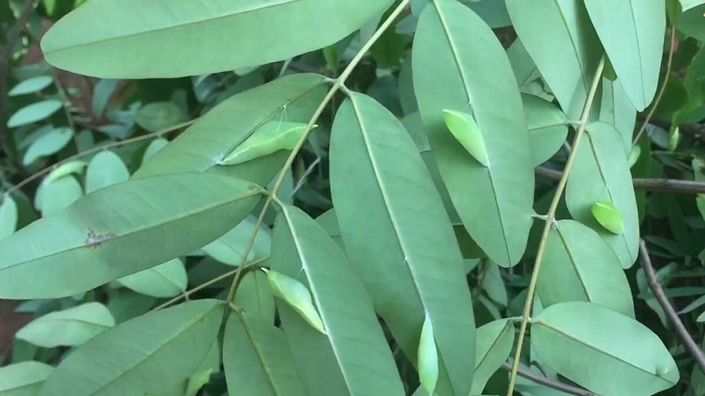 Những con nhộng sâu muồng bám đầy trên cành lá báo hiệu mùa mưa Tây Nguyên sắp đến.