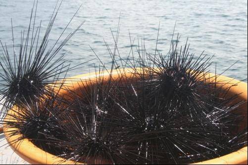Nhum Phú Quốc - Đặc sản ẩm thực Phú Quốc