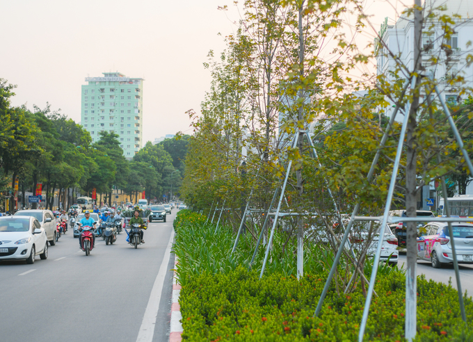 Những cây phong vẫn phải chống bằng trụ kim loại vì thân còn nhỏ.