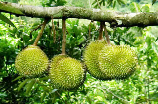Du lịch vườn Long Khánh gần Sài Gòn