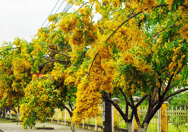 Mùa hoa sưa vàng Quảng Nam nở rộ cuối xuân