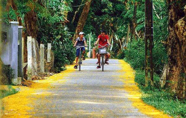 Hoa sưa vàng Quảng Nam trải dọc đường làng