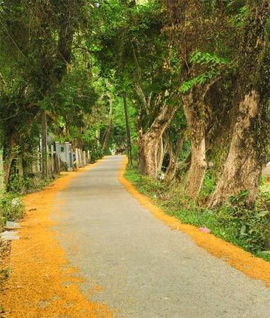 Cây sưa trăm tuổi ở ngoại ô Quảng Nam