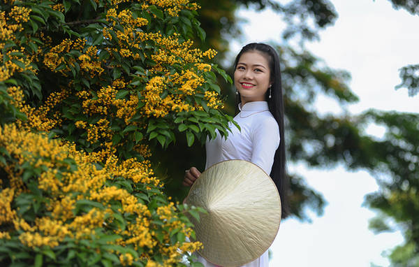 Bạn trẻ chụp ảnh hoa sưa vàng Quảng Nam
