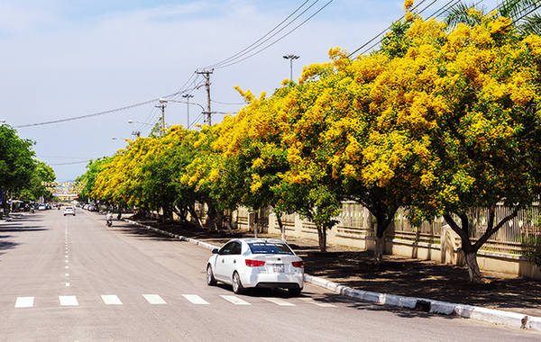 Khác với cây sưa (huỳnh đàn) ở miền Bắc, sưa vàng được người dân miền Trung gọi là cây hương vườn. Loài này cùng chi với cây giáng hương quả to và giáng hương mắt chim, không phải loại gỗ quý như sưa trắng ở phía Bắc. Trước đây, sưa vàng mọc tự nhiên, người dân trồng trong vườn lấy gỗ làm củi, có những cây sưa cổ thụ đến 300 năm tuổi. Khoảng 10 năm nay, thành phố Tam Kỳ mang sưa vàng về trồng đại trà trong đô thị, hình thành nên những “con đường sưa” như Phan Bội Châu, Trần Cao Vân, Trần Hưng Đạo... Nhiều khuôn viên cơ quan công sở cũng trồng sưa lấy bóng mát.
