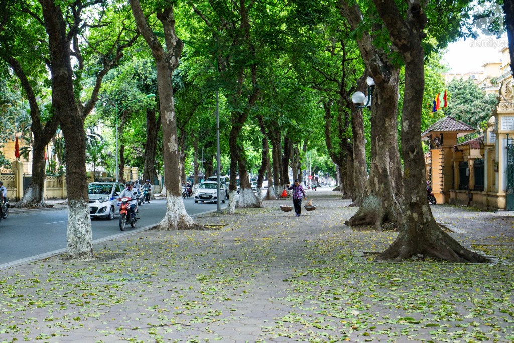 Con đường rợp bóng cây Phan Đình Phùng mang đến không gian mát mẻ giữa nắng nóng Hà Nội