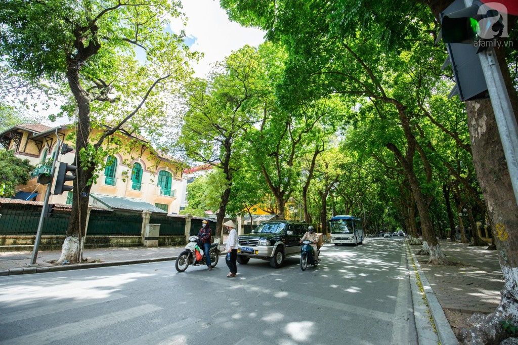 Những hàng cây sum suê cành lá khiến cho ánh nắng đọng lại ở những tầng trên cùng của tán cây. Bên dưới hoàn toàn là bóng râm mát mẻ.
