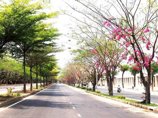 Đường hoa Sài Gòn Nguyễn Văn Linh quận 7 rợp bóng hoa giấy