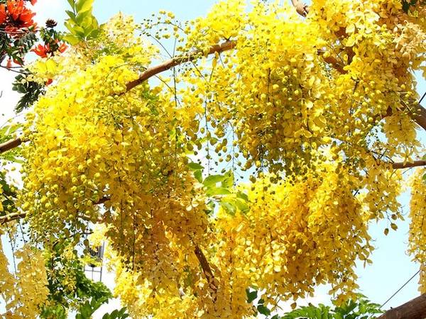 Đường hoa Sài Gòn bò cạp vàng nở trên nhiều tuyến phố