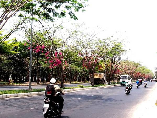 Đường hoa Sài Gòn vòm hoa dịu mát giữa trưa hè