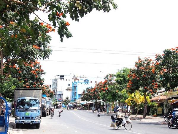 Đường hoa Sài Gòn phượng hoàng đỏ nở rộ trên Trần Xuân Soạn
